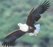 Eagle