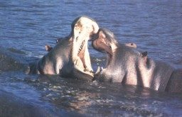 Hippos - Sibiloi National Park