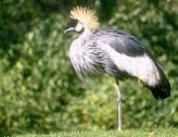 Crane