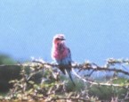 Tree Bird