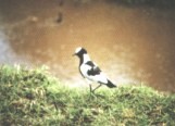 Water Bird