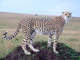 A female cheetah in Masai Mara- (c)shoor