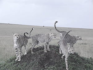 A female cheetah and her 3 grown cubs - shoor