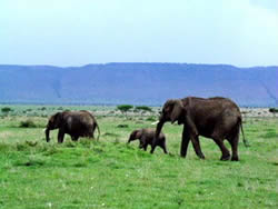 Elephants- Masai Mara Game Reserve