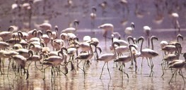 Flamingoes