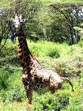 A giraffe in Masai Mara-shoor