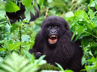 Gorilla Bwindi National Park