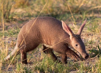 Aardvak in Kenya