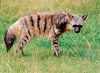 Aardwolf in Kenya