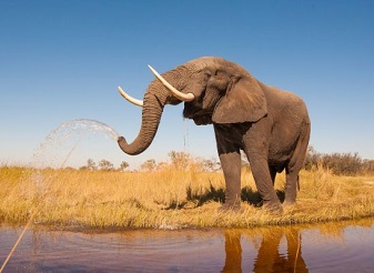 Elephants in Masai Mara