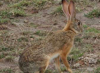 African Hares in Kenya