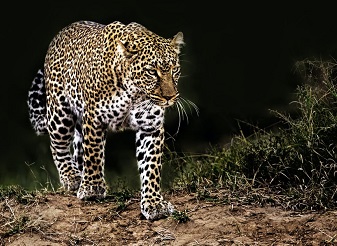 Leopards in Kenya