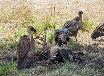 African White Backed Vultures in Kenya