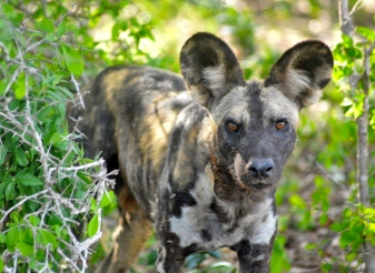 African Wild Dogs in Kenya