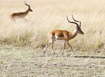 Antelope in Kenya