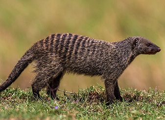 Banded Mongoose in Kenya