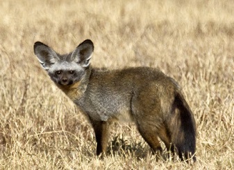 Bat Eared Fox in Kenya