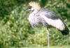 Crane