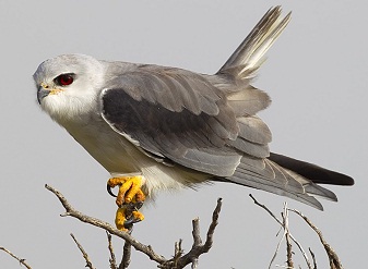 Black Winged Kite in Kenya