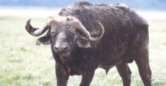 Buffalo