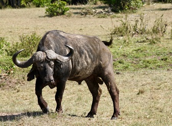 African Buffalo in Kenya