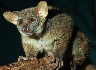 Bushbabies in Kenya