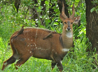 Bushbucks in Kenya