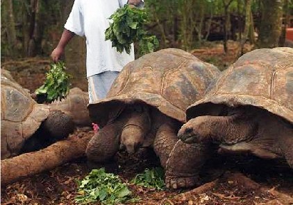 Changuu Private Island Paradise Tortoise Sanctuary Pictures, Zanzibar