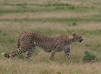 Cheetah in Masai Mara