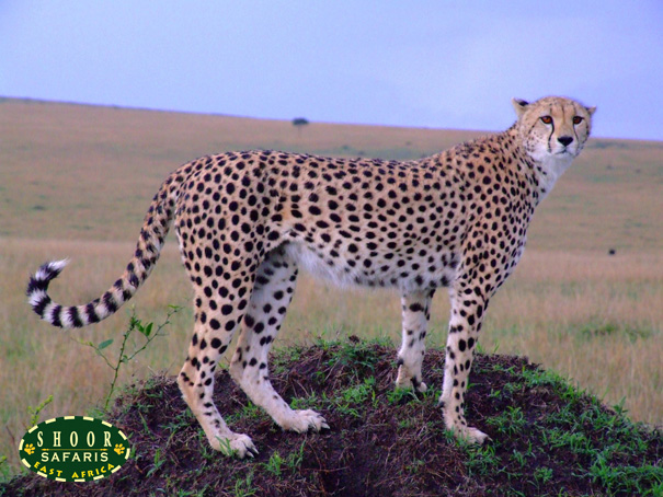 cheetah mara
