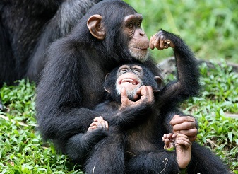 Chimpanzee in Kenya