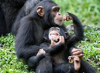 Chimpanzee in Kenya