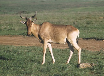  Coke's Hartebeest in Kenya