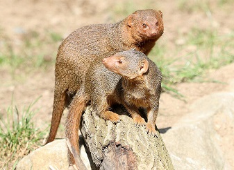 Dwarf Mongoose in Kenya