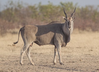  Common Elands in Kenya