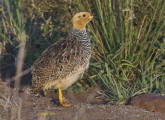 Coqui Farncolins in Kenya