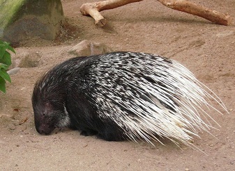 Crested Porcupine in Kenya
