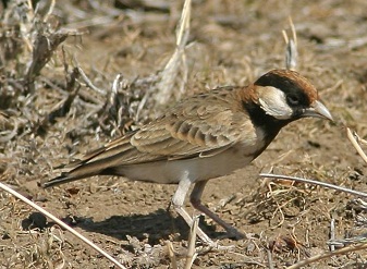 Fisher's Sparrow Larks in Kenya