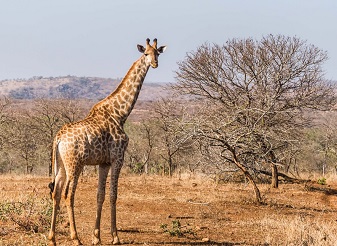 Giraffes in Masai Mara