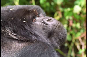 Gorilla in a park