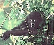 Gorilla in a Uganda National park