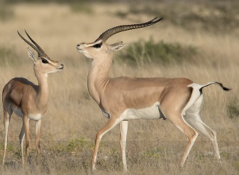 Grant's Gazelles in Kenya