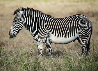 Grevy's Zebra in Kenya