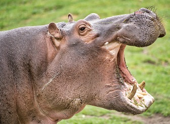 Hippos in Masai Mara