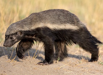 Honey Badgers in Kenya