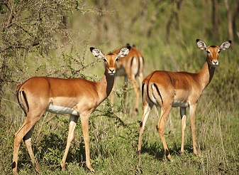 Impala in Kenya