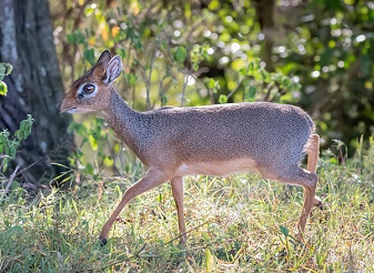 Kirk's Dik Diks in Kenya