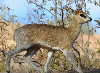 Klipspringers in Kenya