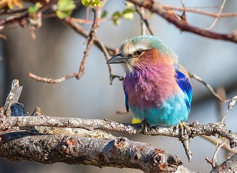 Lilac Breasted Rollers in Kenya