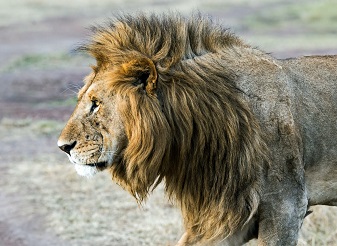 lions in Kenya